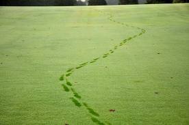 Path through green grass