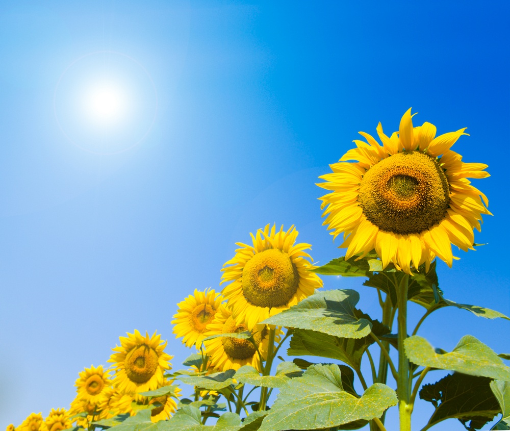 Growing sunflowers (Better Business)