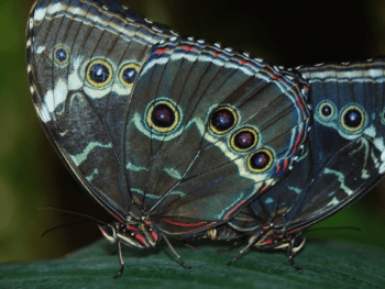 career counselling, executive jobs, career advancement, training, portfolio career, career coaching, Rachel Brushfield, career e-course, online learning, inspiring portfolio careers,